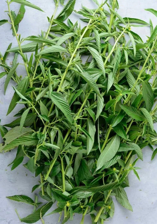 jute leaves- molokhia leaves- ewedu in Canada